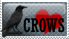 crows crows