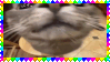 kittysniff kittysniff